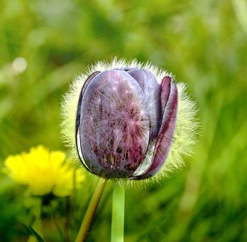 Free Tulip Dandelion photo and picture