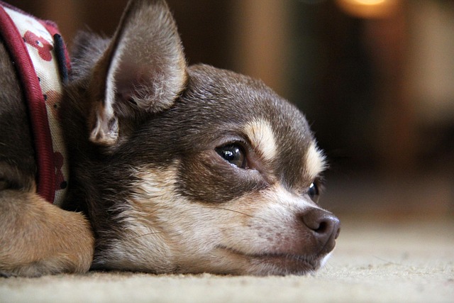 Chihuahua Dog Puppy · Free photo on Pixabay