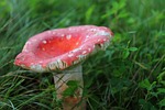 mushroom, fungus, toadstool