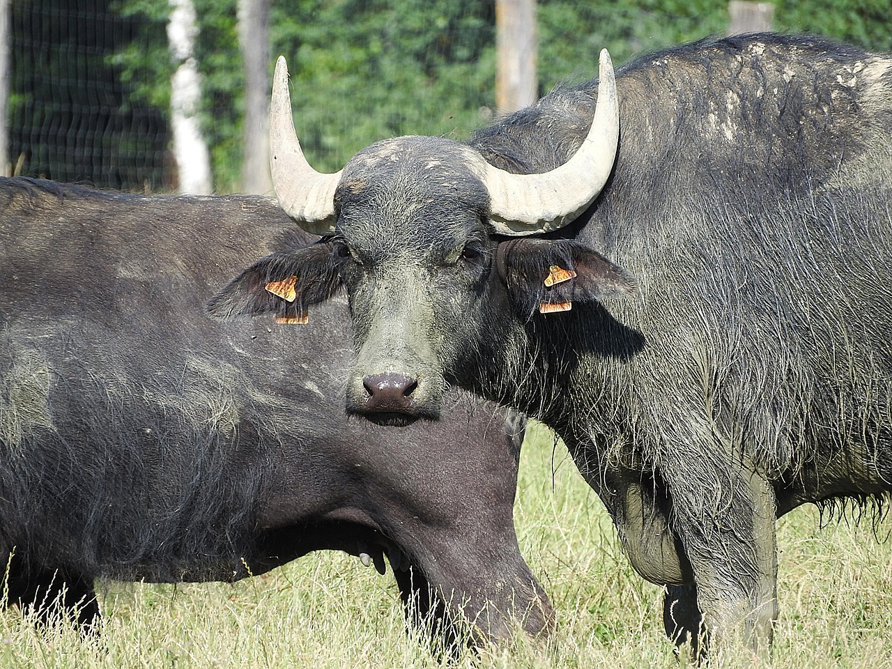 Buffalo - free online jigsaw puzzle photo