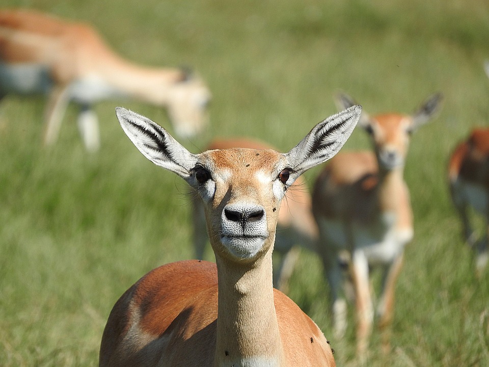 Gazelle Animal Africain Animaux · Photo gratuite sur Pixabay gazelle animal africain animaux sauvages troupeau