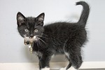 kitten, sweet, cat