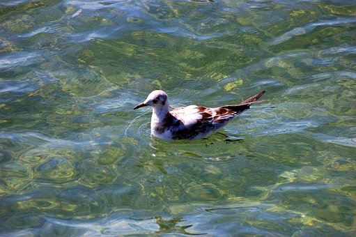 Free Bird Water photo and picture