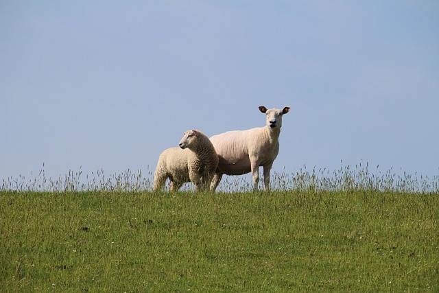 Free Sheep Nature photo and picture