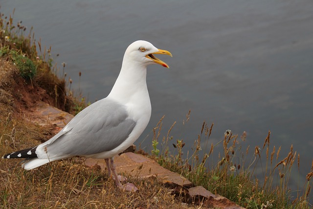 Free Nature Gull photo and picture