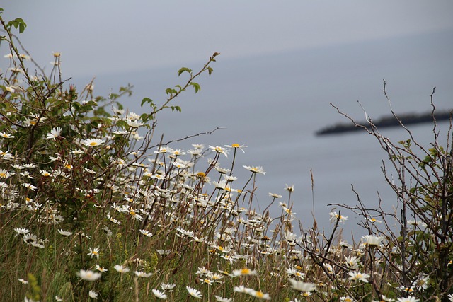 Free Flower Island photo and picture