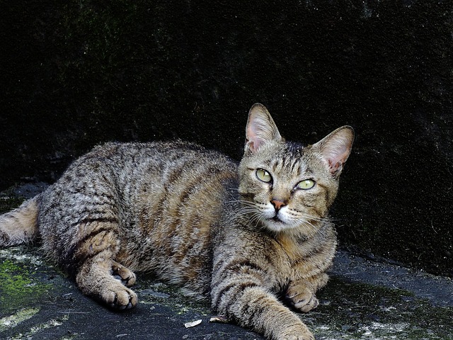 Free Cat Pet photo and picture