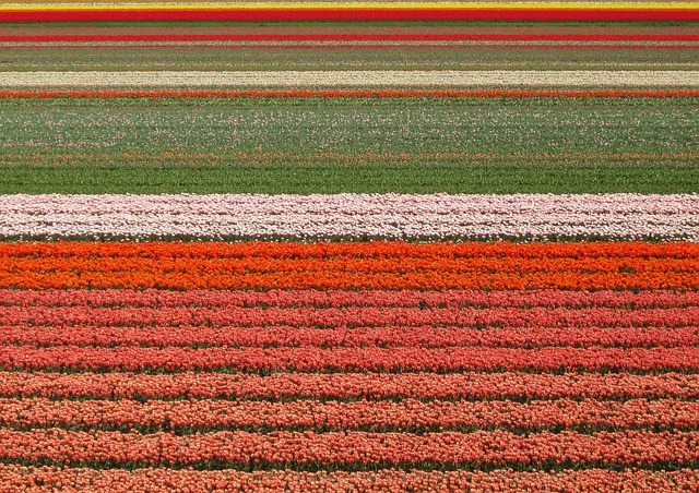 Free Tulips Flower Wallpaper photo and picture