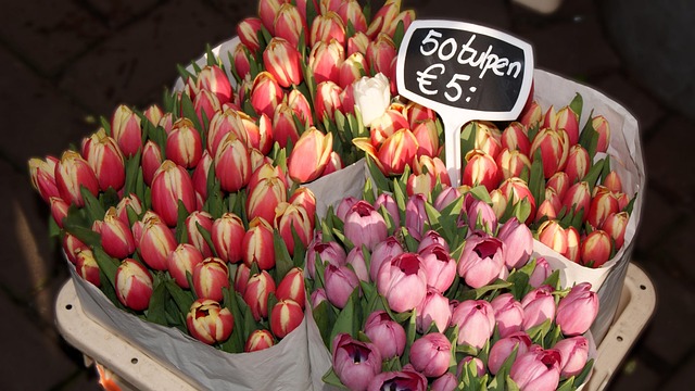 Free Flowers Tulip photo and picture
