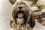 shihtzu, cookie, dog