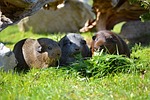 guinea pig, smooth hair, agouti