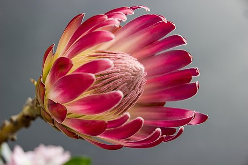 Protea, Bloom, Fleur, Couleur, Rouge