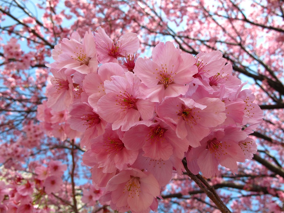 Free Photo Tokyo Sakura Japan Free Image On Pixabay 841814 Free Photo Tokyo Sakura Japan Free Image On Pixabay 841814