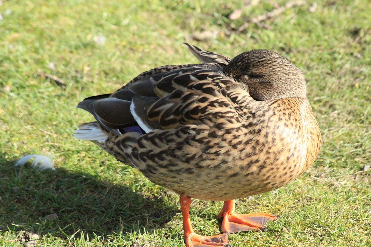 Ente Wiese Natur - Kostenloses Foto auf Pixabay - Pixabay