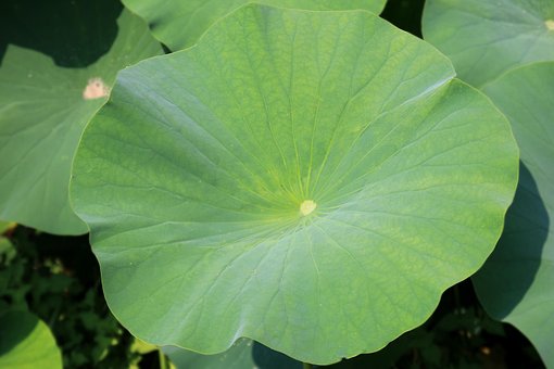 Free Lotus Leaf Lotus photo and picture