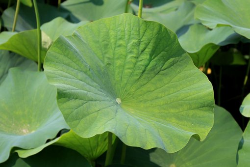 Free Lotus Leaf Lotus photo and picture