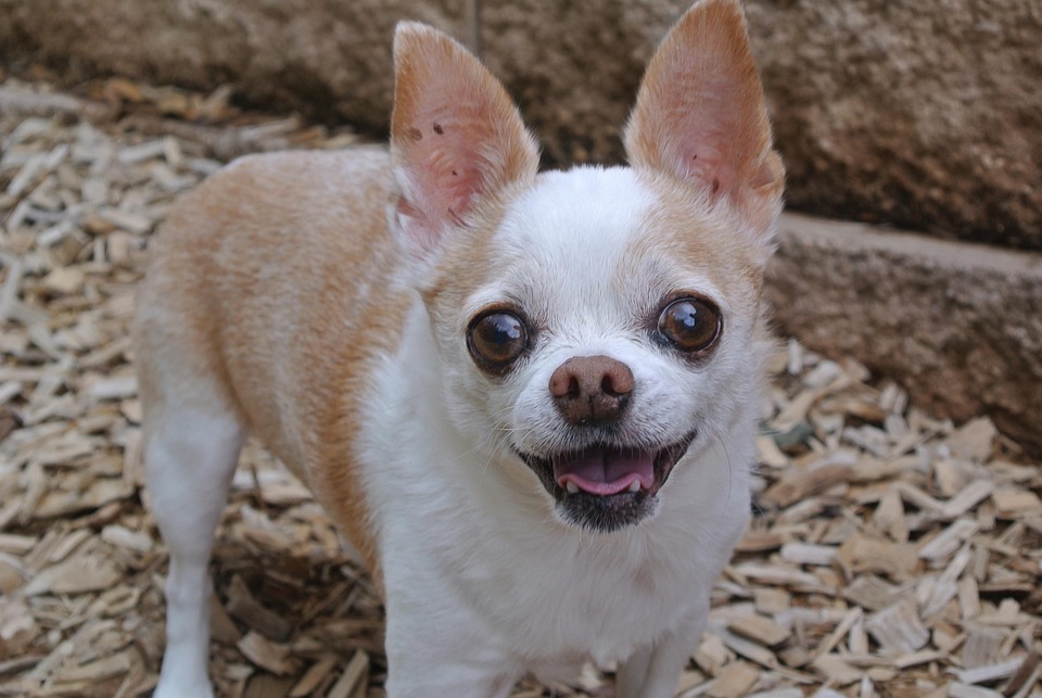 チワワ 犬 Pixabayの無料写真