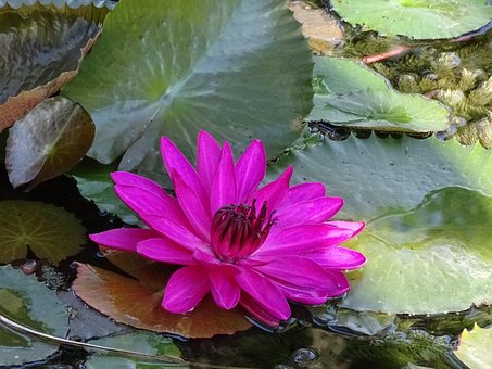 Seerose, Rosa, Natur, Blume, Blüte