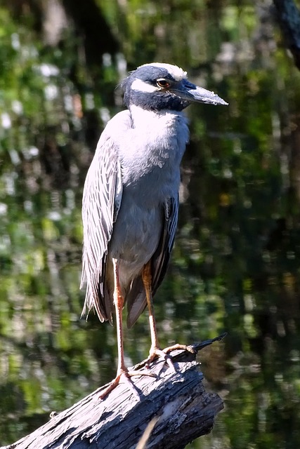 Vogel, Reiher, Natur, Tierwelt, Wasser