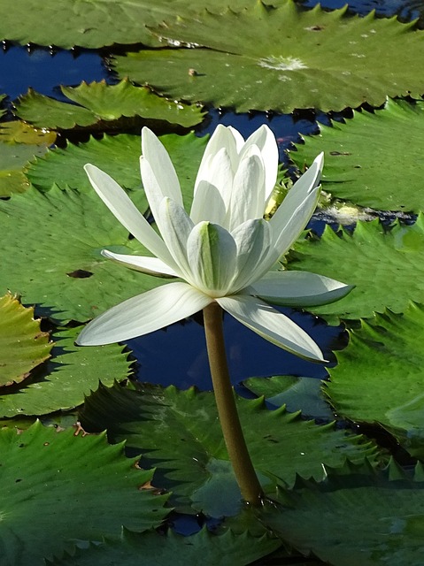 Blume, Weiß, Lilie, Blüte, Teich