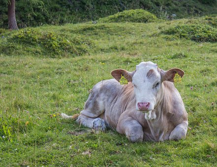 Free Cow Alm photo and picture