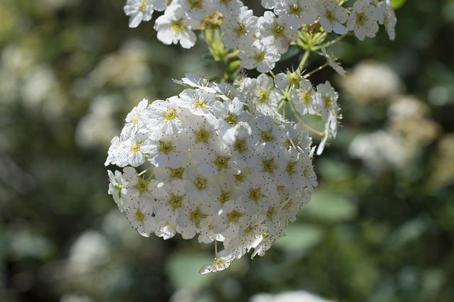Free Flower Flower Wallpaper photo and picture