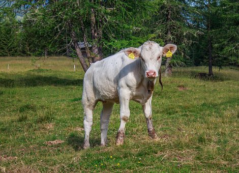 Free Cow Calf photo and picture