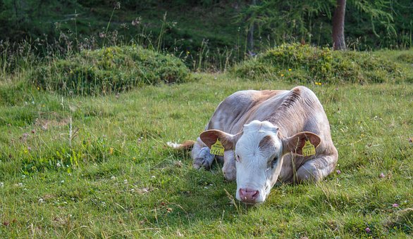 Free Cow Alm photo and picture