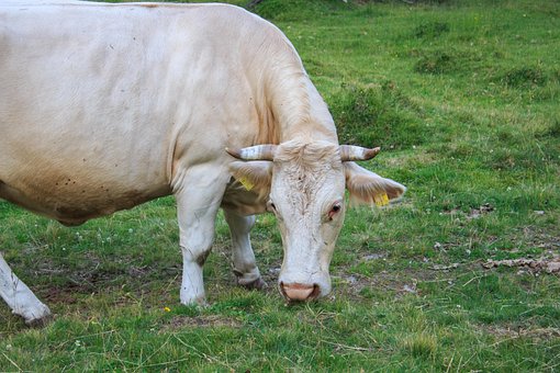 Free Cow Alm photo and picture