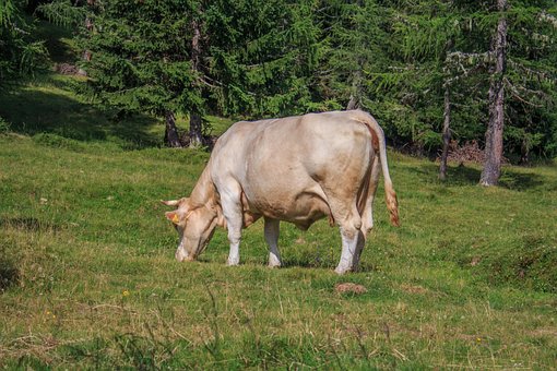 Free Cow Beef photo and picture