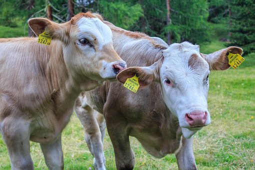 Free Calves Calf photo and picture