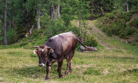 Free Bull Alm photo and picture