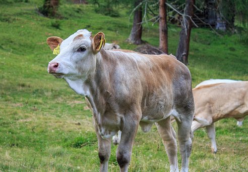 Free Calf Cow photo and picture