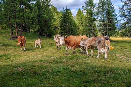 Free Cows Cow Herd photo and picture
