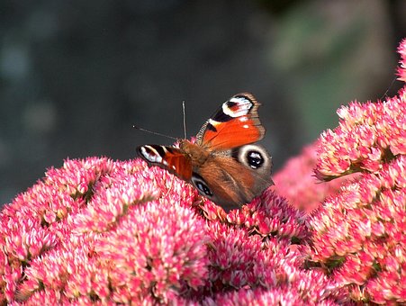 Natur, Sommerfugl, Insekt, Sommer, Dyr