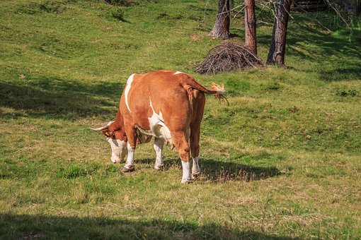 Free Cow Beef photo and picture