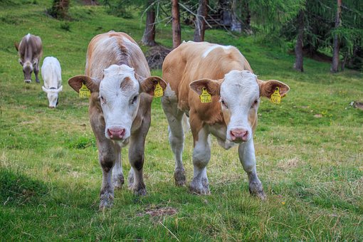 Free Calf Calves photo and picture