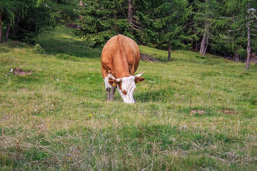Free Cow Beef photo and picture