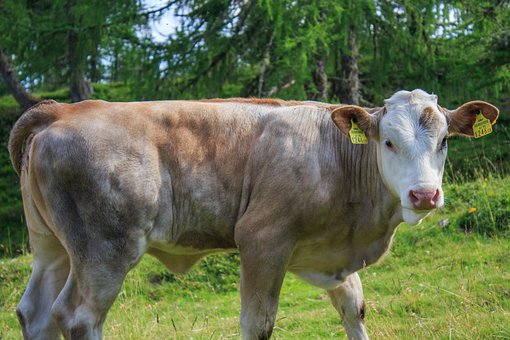 Free Cow Beef photo and picture
