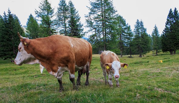 Free Cow Beef photo and picture