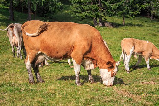 Free Cows Bovine photo and picture