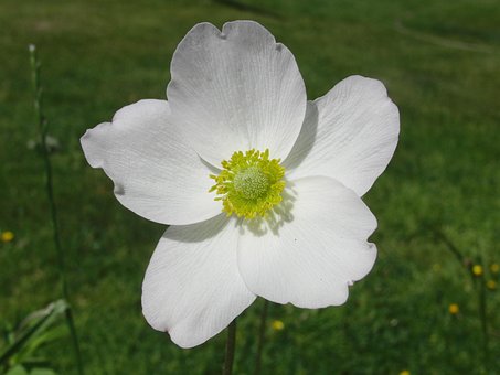 Natur, Blomst, Hvit, Blomst Bakgrunn