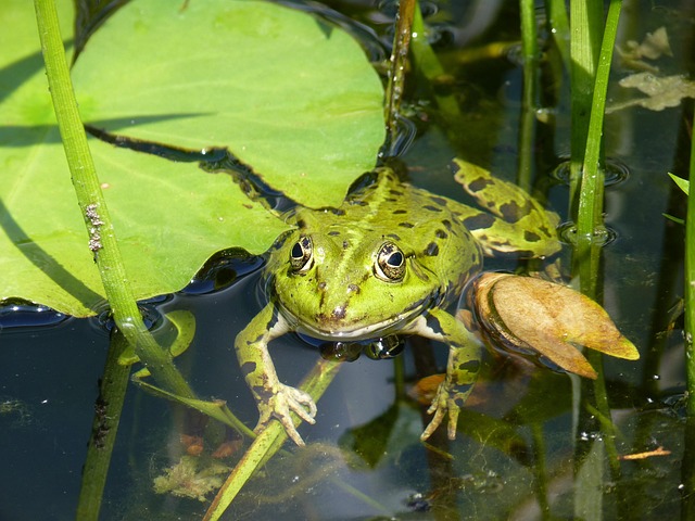 Pin's Broche Grenouille En émail Vert 2 Tons - Décoration étang, Crapaud, FG11, Neuf
