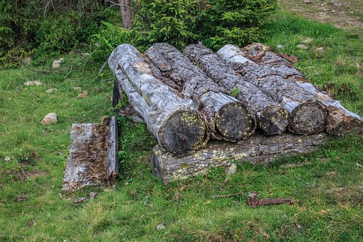 Free Wood Tree Trunk photo and picture