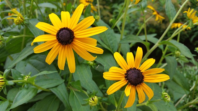 Free Flower Yellow photo and picture