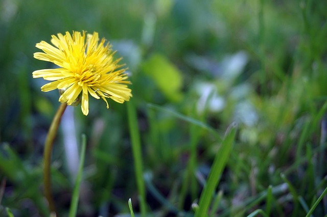 Free Dandelion Flower photo and picture