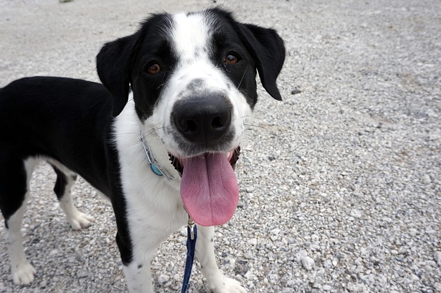 Free Dog Happy photo and picture