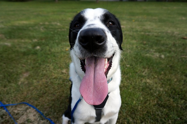 Free Happy Dog photo and picture