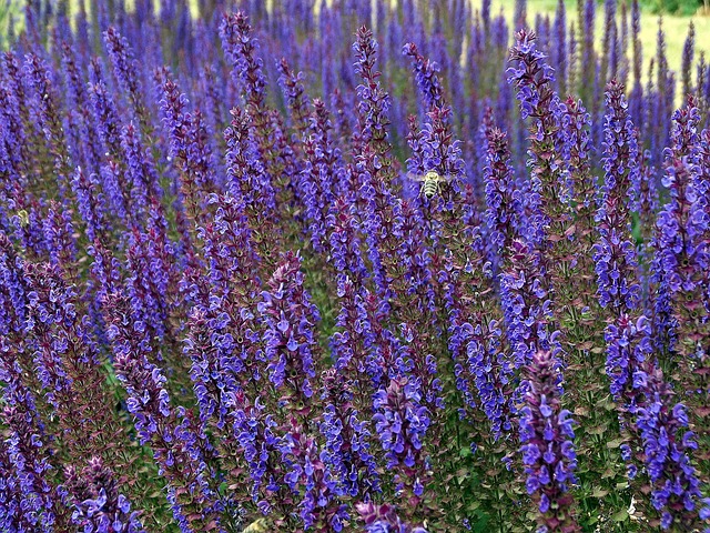 Free Flower Purple photo and picture