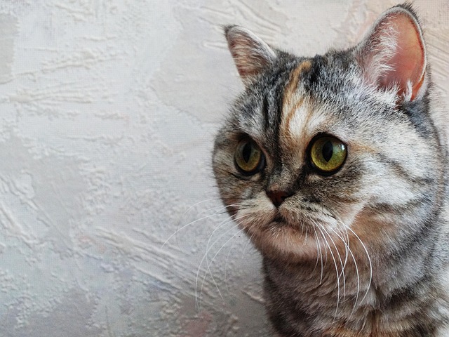 Free Cat Nearby photo and picture